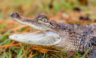 Baby Alligator - Okefenokee Swamp