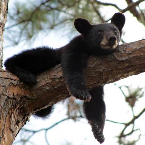 Black Bear Cub - Stephen C. Foster State Park - Okefenokee Swamp